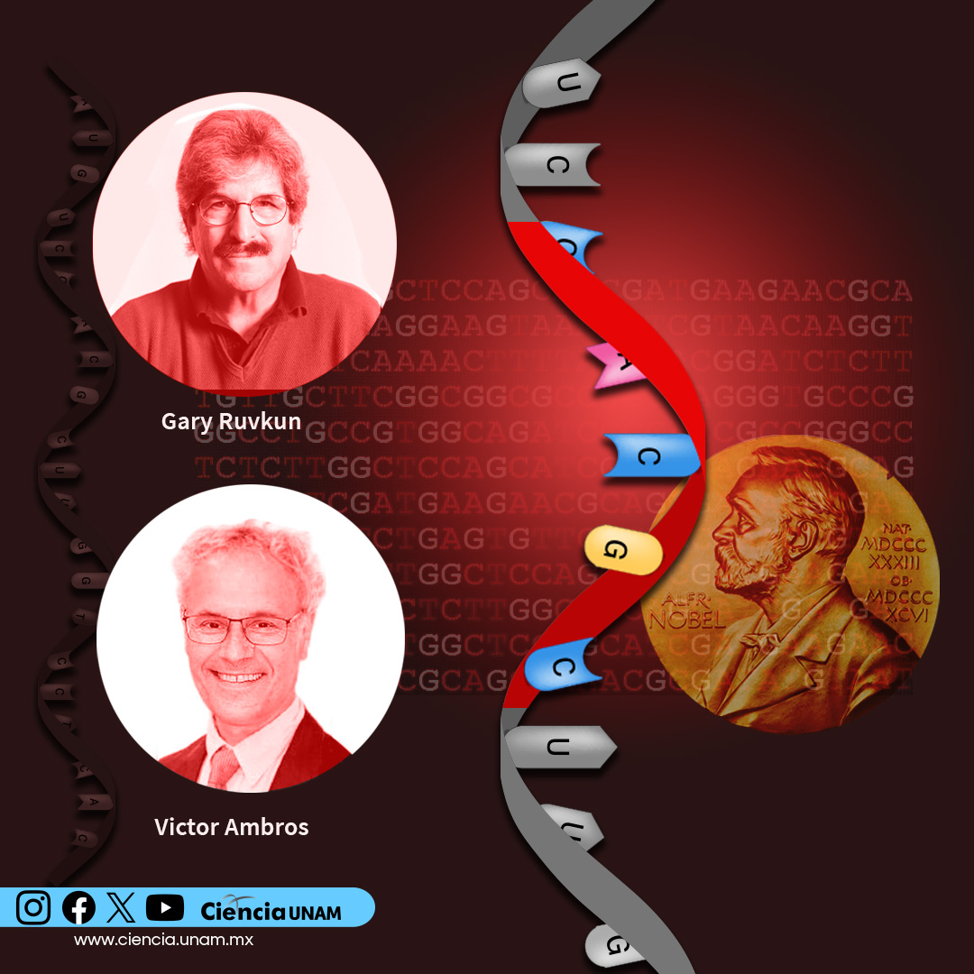 Ciencia_UNAM's tweet photo. #Salud | Hoy te explicamos por qué los #MicroARN fueron los protagonistas en el Premio #Nobel de #Medicina de este año. ¿Qué son? ¿Cuáles son sus alcances?
El @ccg_unam nos cuenta más: https://t.co/gsOvA3Y6mn https://t.co/FlZ7pfQTYI