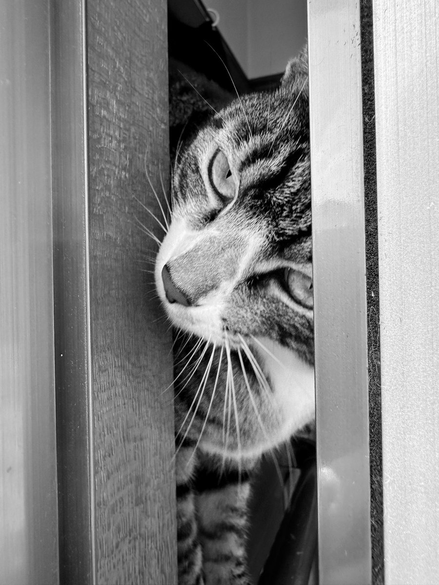 kasaratchi's tweet photo. ・
・
😽ボクも外へ行きたいねんんん
#イイコ
😽I want to go outside tooooo
#Iiko https://t.co/Cdyf8Bii2S