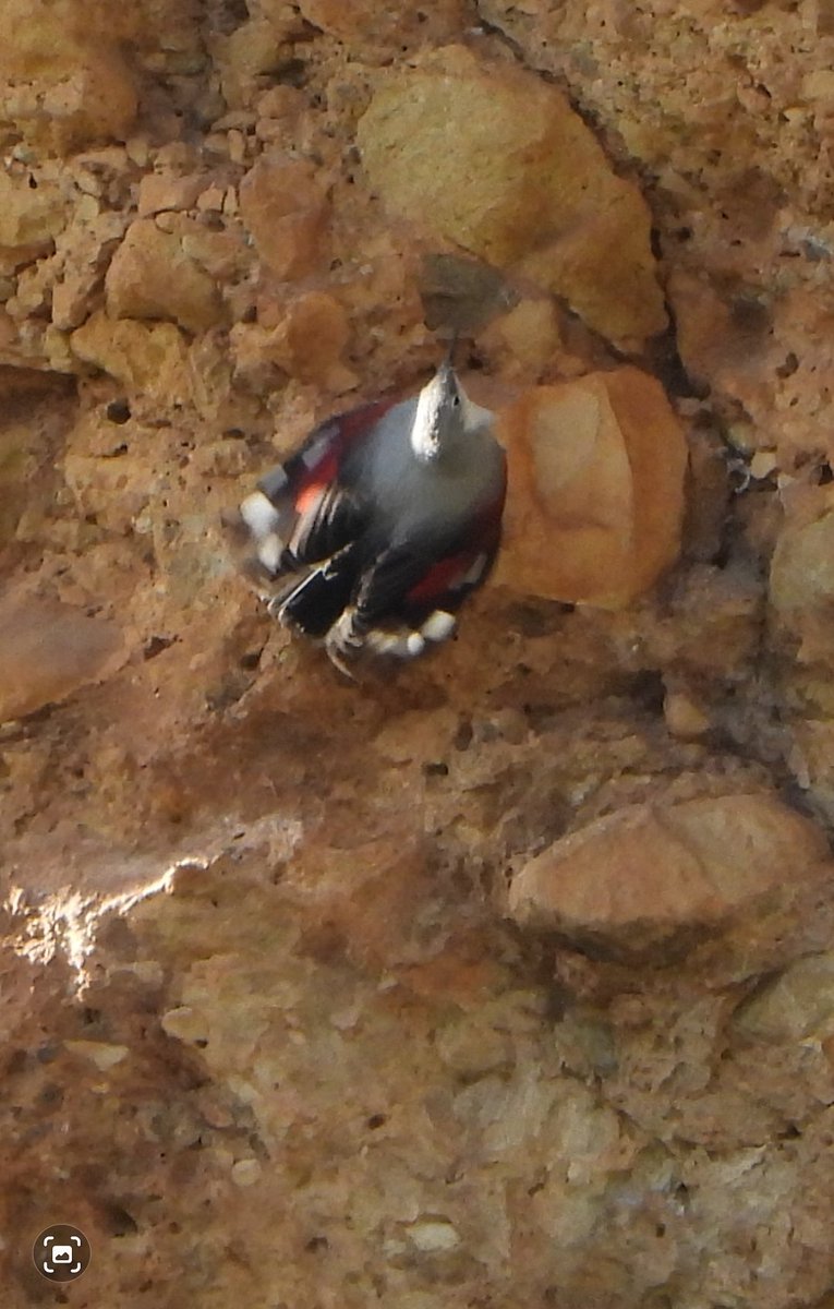 ruiztrubat's tweet photo. Avui sí!! després d'unes quantes vegades de recerca infructuosa finalment hem 'caçat' el #pelaroques! a la serra de Guara!; #ornitologia https://t.co/BMN6PdiUKI