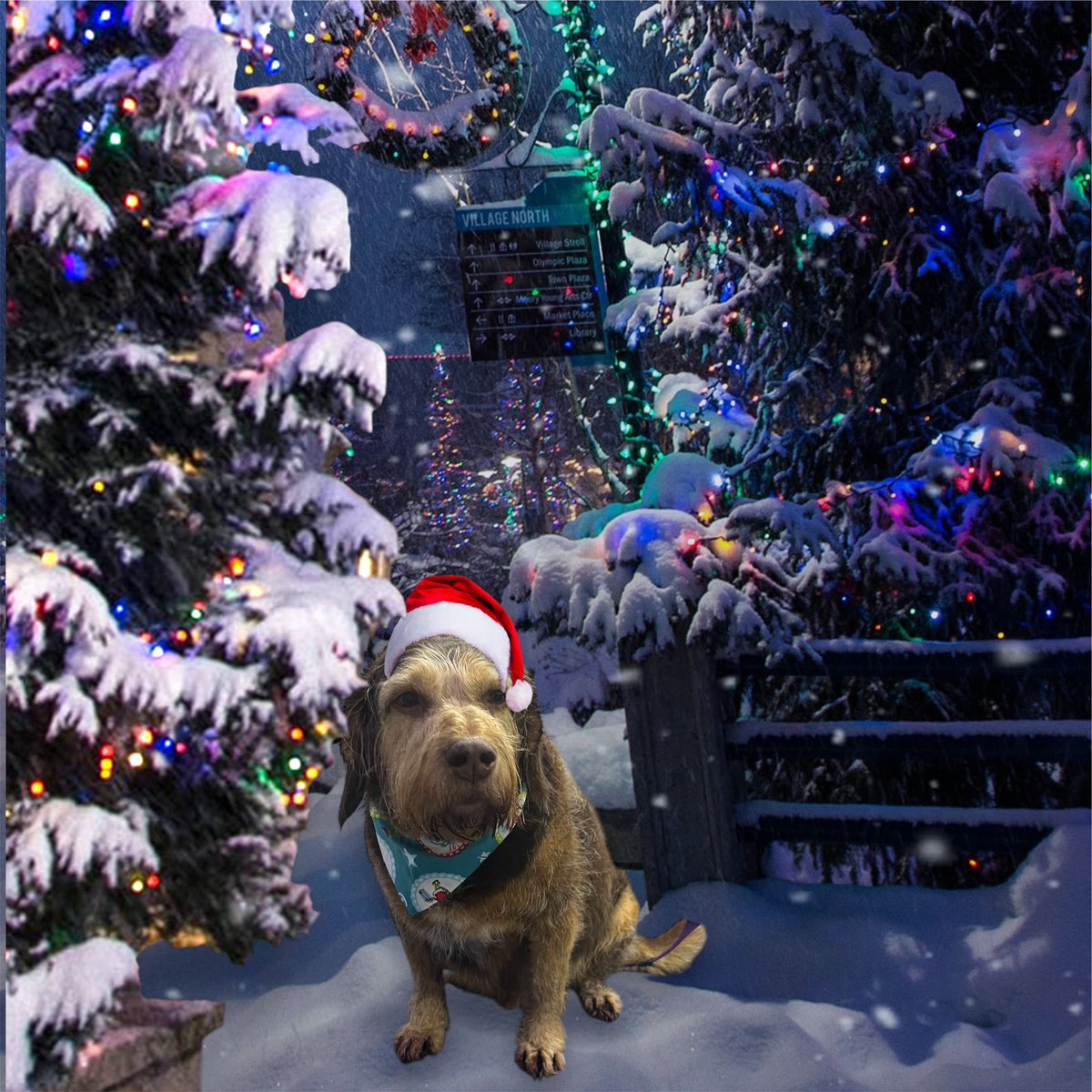 maxgeorgetrust's tweet image. Getting into the festive spirit on a wet and windy night 

19 days till Christmas 

#mgtdogrescue