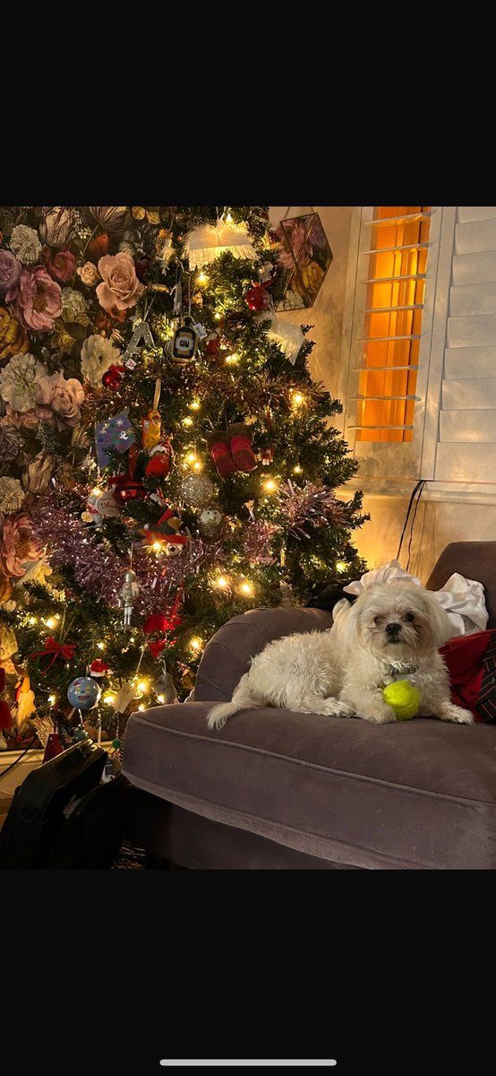 maxgeorgetrust's tweet image. Getting into the festive spirit on a wet and windy night 

19 days till Christmas 

#mgtdogrescue