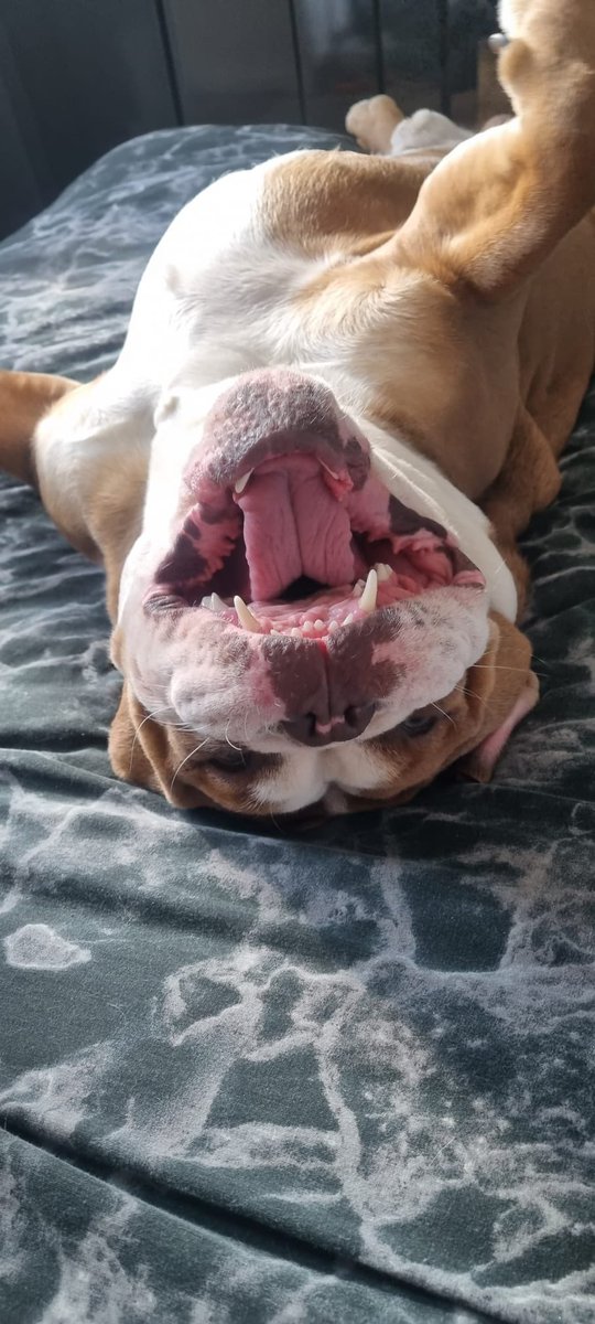 maxgeorgetrust's tweet image. Getting into the festive spirit on a wet and windy night 

19 days till Christmas 

#mgtdogrescue