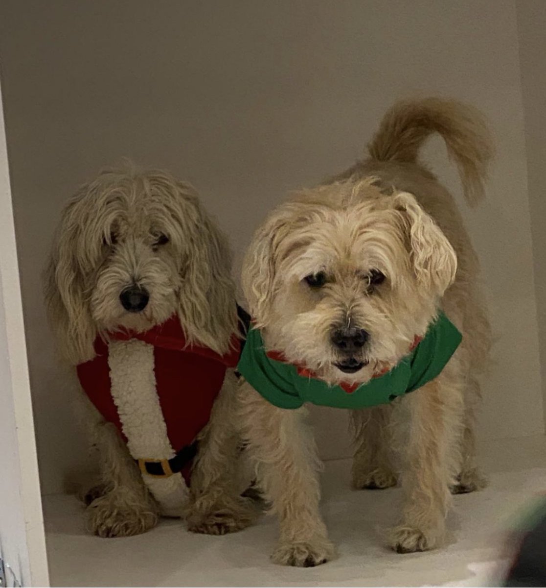 Getting into the festive spirit on a wet and windy night 

19 days till Christmas 

#mgtdogrescue