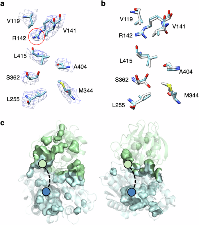 Working on ASNS, authors from <a href="/LabTakagi/">Takagi_Lab</a> <a href="/WenZhu_Lab/">Wen Zhu Lab</a> and colaborators combine cryo-EM 3D variability analysis with MD simulations to study conformation of amino acid side chains.

nature.com/articles/s4146…