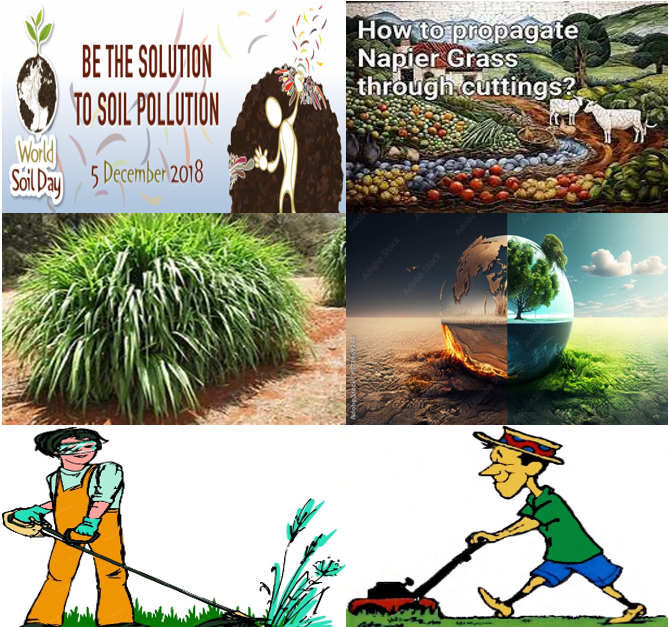 Napier Grass: The Future of Renewable Energy in Bio CNG Plants-Dr P. C. Patel