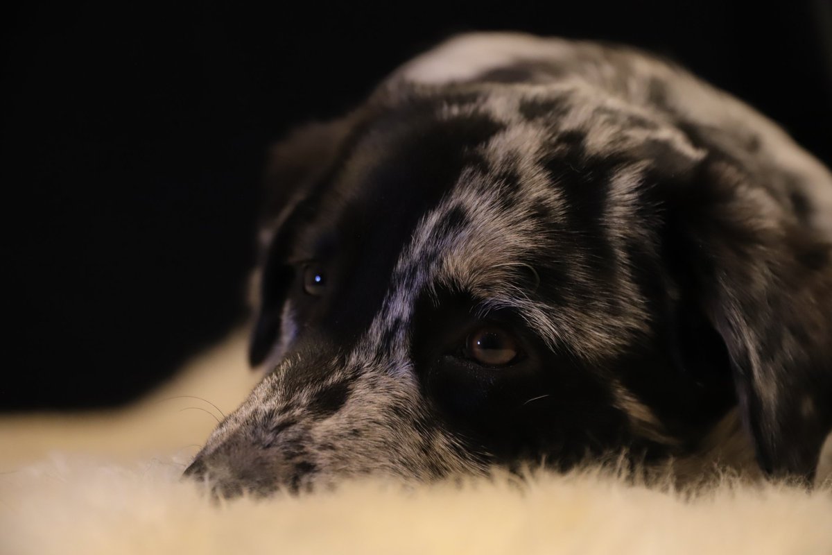 jolandabrwr's tweet photo. #ElkeDagEenFoto
Dag 341
06-12-2024
#puppyspam
#gijs
Vandaag voor 't eerst naar onze eigen dierenarts. Het is een gezonde, 4 maanden oude pup. Het wordt een flinke jongen, weegt nu al 16,3 kilo. https://t.co/f4X34Th4OZ