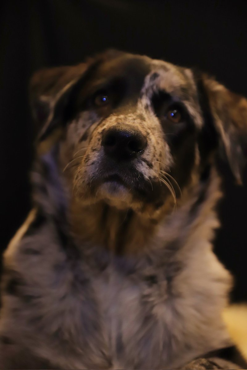 jolandabrwr's tweet photo. #ElkeDagEenFoto
Dag 341
06-12-2024
#puppyspam
#gijs
Vandaag voor 't eerst naar onze eigen dierenarts. Het is een gezonde, 4 maanden oude pup. Het wordt een flinke jongen, weegt nu al 16,3 kilo. https://t.co/f4X34Th4OZ
