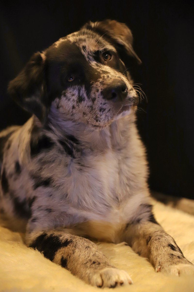 jolandabrwr's tweet photo. #ElkeDagEenFoto
Dag 341
06-12-2024
#puppyspam
#gijs
Vandaag voor 't eerst naar onze eigen dierenarts. Het is een gezonde, 4 maanden oude pup. Het wordt een flinke jongen, weegt nu al 16,3 kilo. https://t.co/f4X34Th4OZ