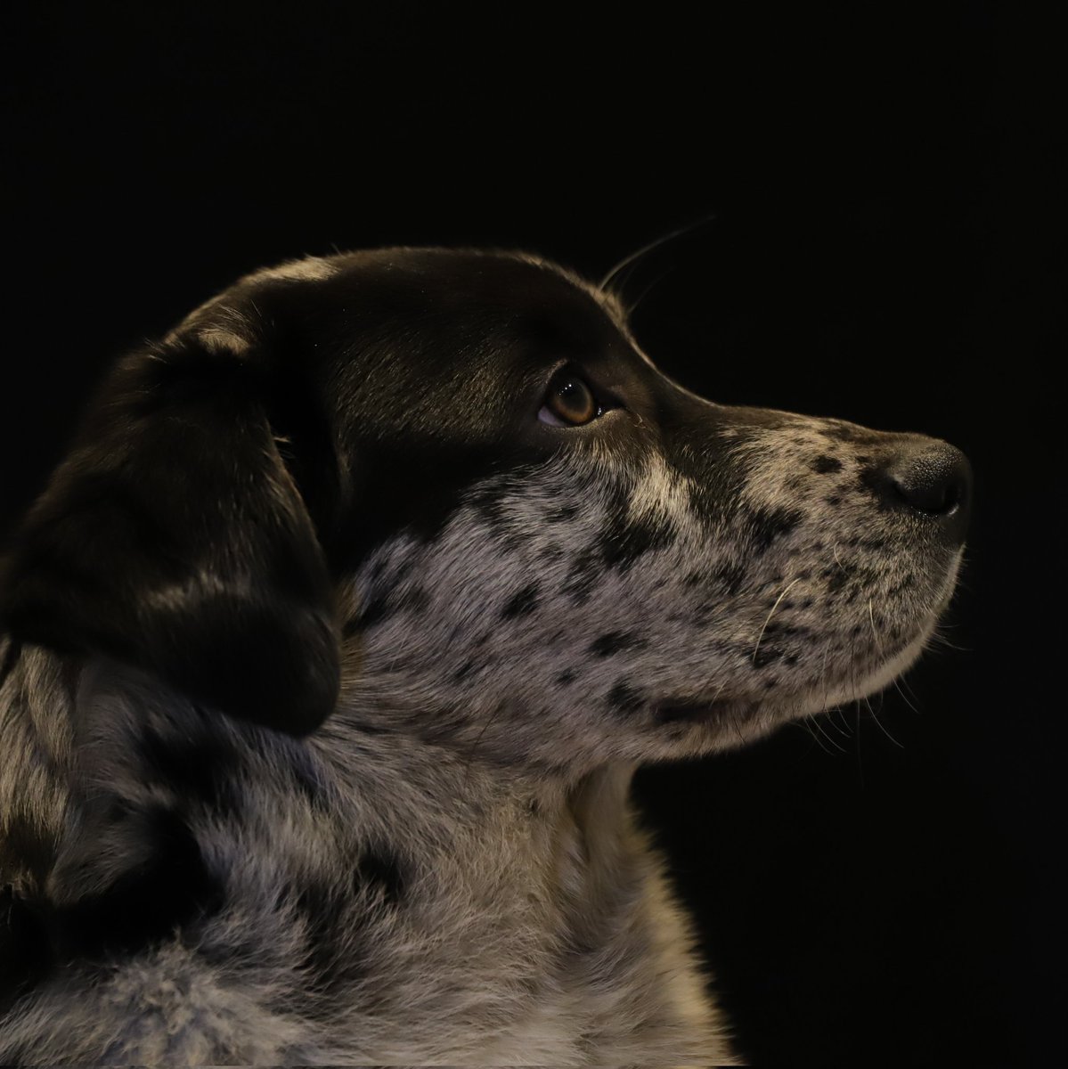 jolandabrwr's tweet photo. #ElkeDagEenFoto
Dag 341
06-12-2024
#puppyspam
#gijs
Vandaag voor 't eerst naar onze eigen dierenarts. Het is een gezonde, 4 maanden oude pup. Het wordt een flinke jongen, weegt nu al 16,3 kilo. https://t.co/f4X34Th4OZ