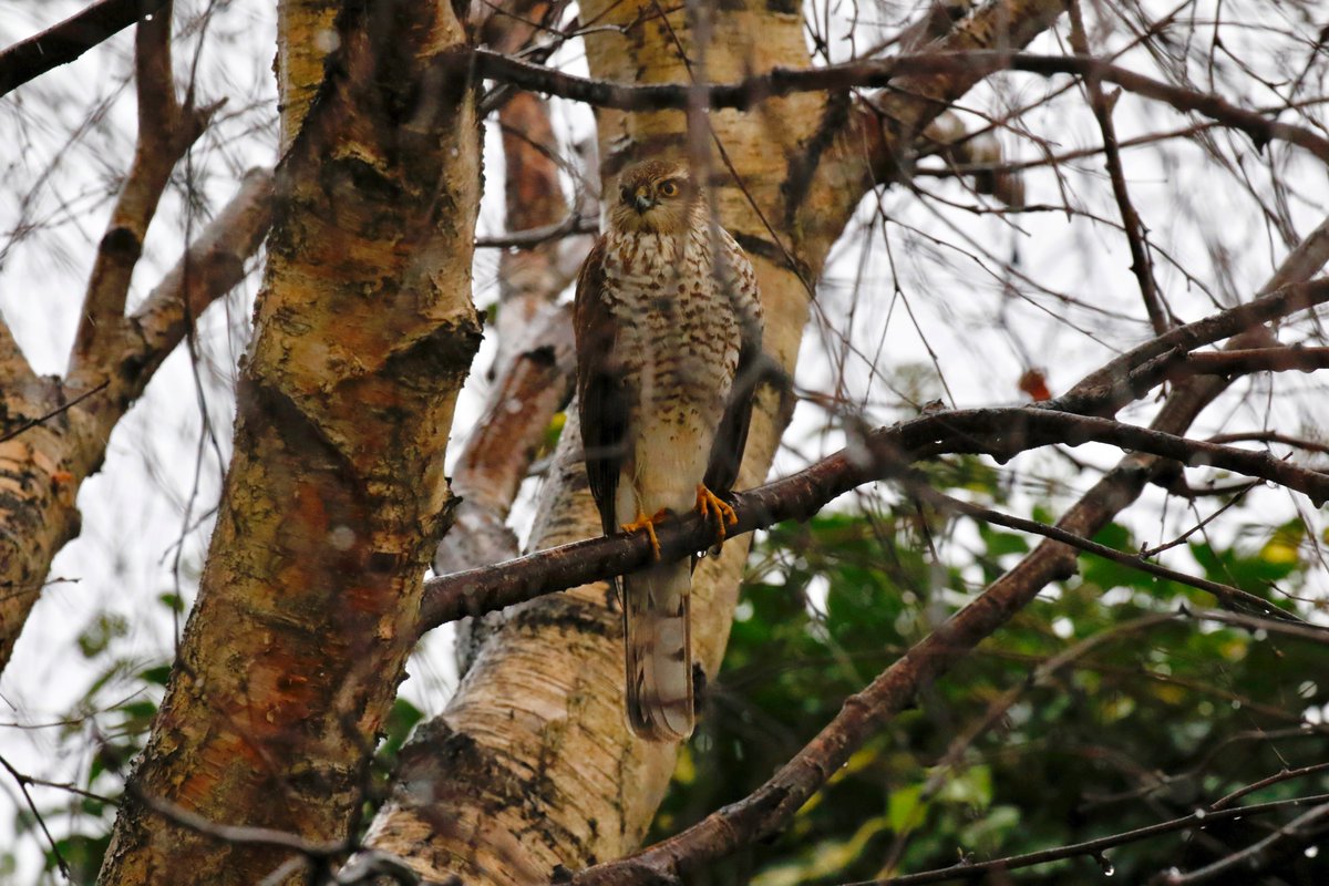 john fields tweet media