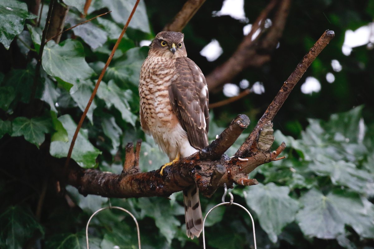 john fields tweet media