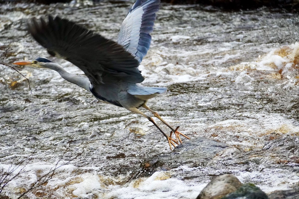 Jenny Harris tweet media