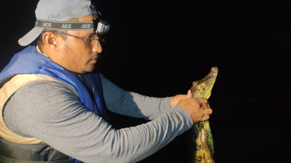 #RíoSanJuan|Nicaragua: 🐊 Iniciamos avistamiento de caimanes, tortuga ñoca e iguana verde en el Refugio de Vida Silvestre Los Guatuzos con <a href="/MarenaNicaragua/">Marena Nicaragua</a>. En el Río Papaturro, hallamos juveniles y recapturamos un caimán registrado en 2009. Con apoyo de <a href="/adtgalicia/">Amigas da Terra</a> y <a href="/Xunta/">Xunta de Galicia</a>.