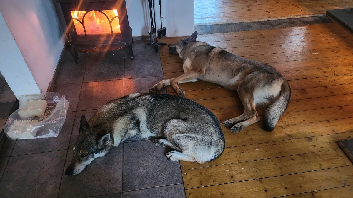 PetrBenett's tweet photo. #Hybrid #dogs #Kira #Abraham #ČSV https://t.co/5eclVM1lLO