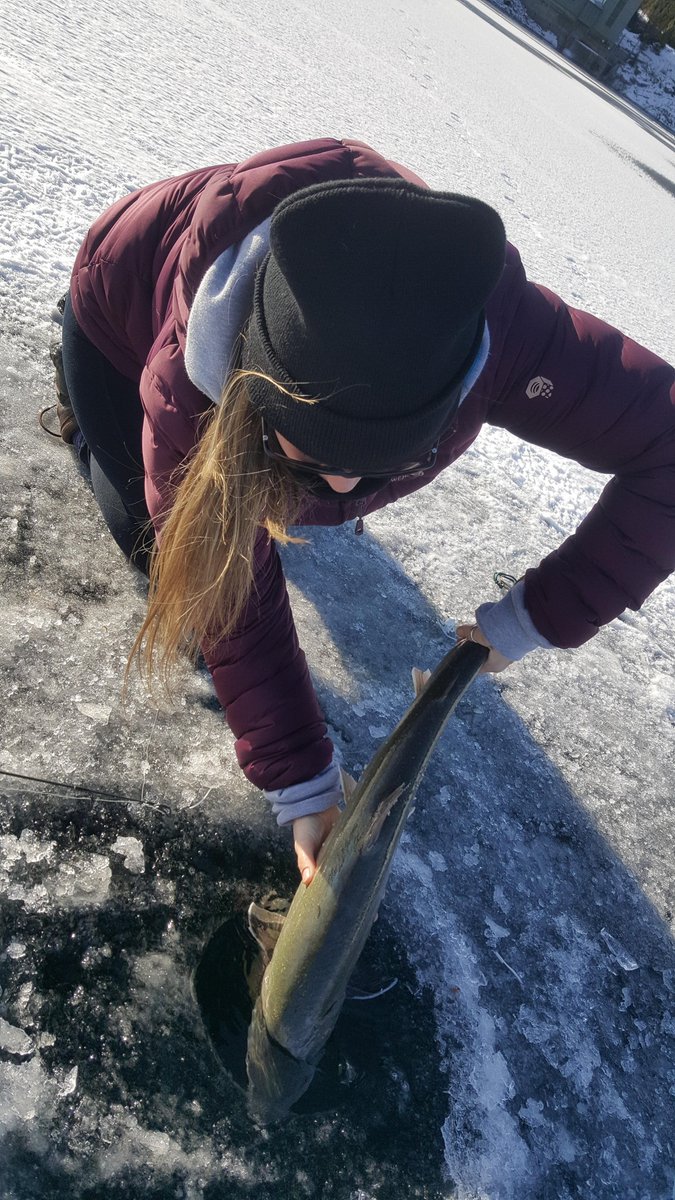 ConserveAlberta's tweet photo. Bull trout are true cold-water champions! 🐟They thrive in near-freezing waters, relying on warm groundwater for winter refuge in deep pools. Their eggs incubate in these stable waters, hatching in spring—an incredible adaptation for extreme environments! #Conservation #BullTrout https://t.co/lld8kn7UC9