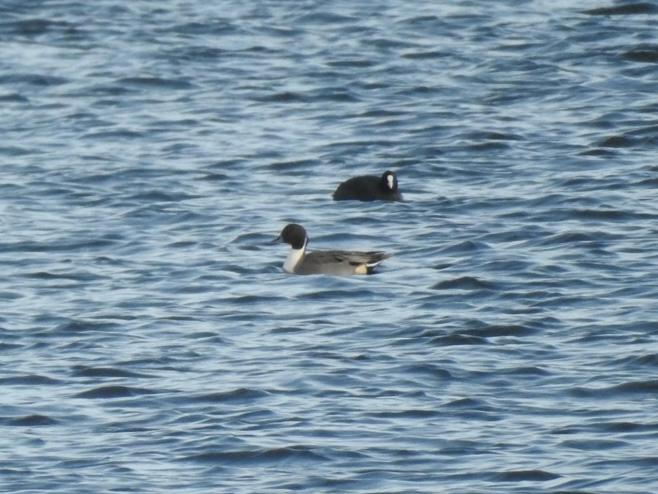 RichardThomlin2's tweet photo. 55 species @tophilllow &amp; the #RiverHull today.
Curlew, snipe &amp; green sandpiper south marsh.
Pintail, wigeon, grebes and plenty of waterfowl on O D res. Kingfisher,  barn owl , marsh harrier, buzzard, sparrowhawk, siskin &amp; goldcrest 
@Matthew72971990 @vikingoptical @BTO_YorkNE https://t.co/8XSGOP3Y7T