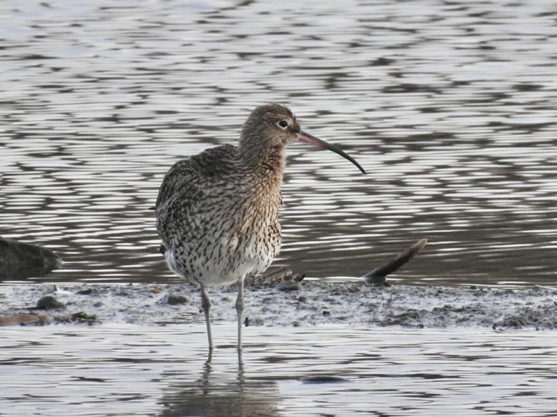 RichardThomlin2's tweet photo. 55 species @tophilllow &amp; the #RiverHull today.
Curlew, snipe &amp; green sandpiper south marsh.
Pintail, wigeon, grebes and plenty of waterfowl on O D res. Kingfisher,  barn owl , marsh harrier, buzzard, sparrowhawk, siskin &amp; goldcrest 
@Matthew72971990 @vikingoptical @BTO_YorkNE https://t.co/8XSGOP3Y7T