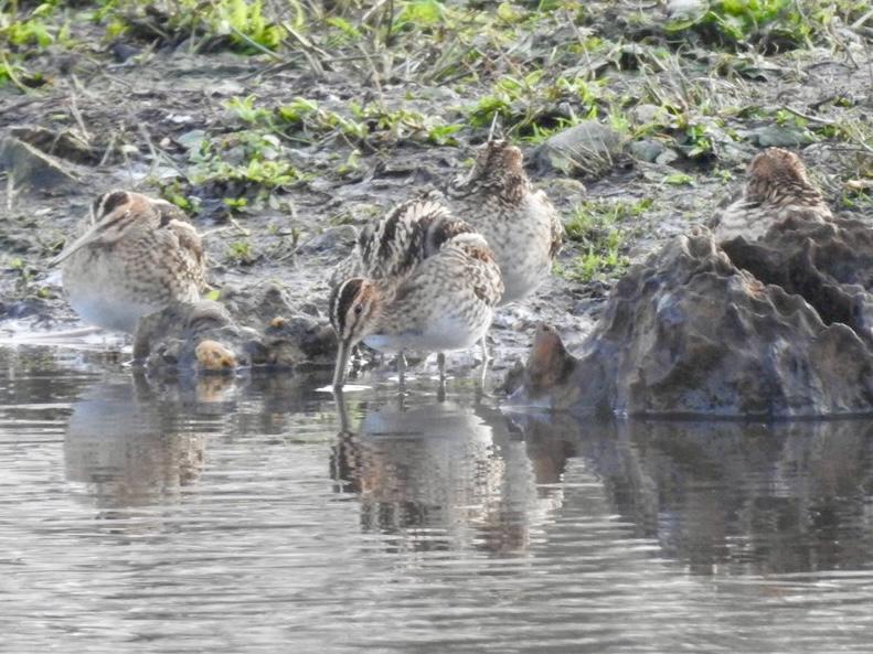 RichardThomlin2's tweet photo. 55 species @tophilllow &amp; the #RiverHull today.
Curlew, snipe &amp; green sandpiper south marsh.
Pintail, wigeon, grebes and plenty of waterfowl on O D res. Kingfisher,  barn owl , marsh harrier, buzzard, sparrowhawk, siskin &amp; goldcrest 
@Matthew72971990 @vikingoptical @BTO_YorkNE https://t.co/8XSGOP3Y7T