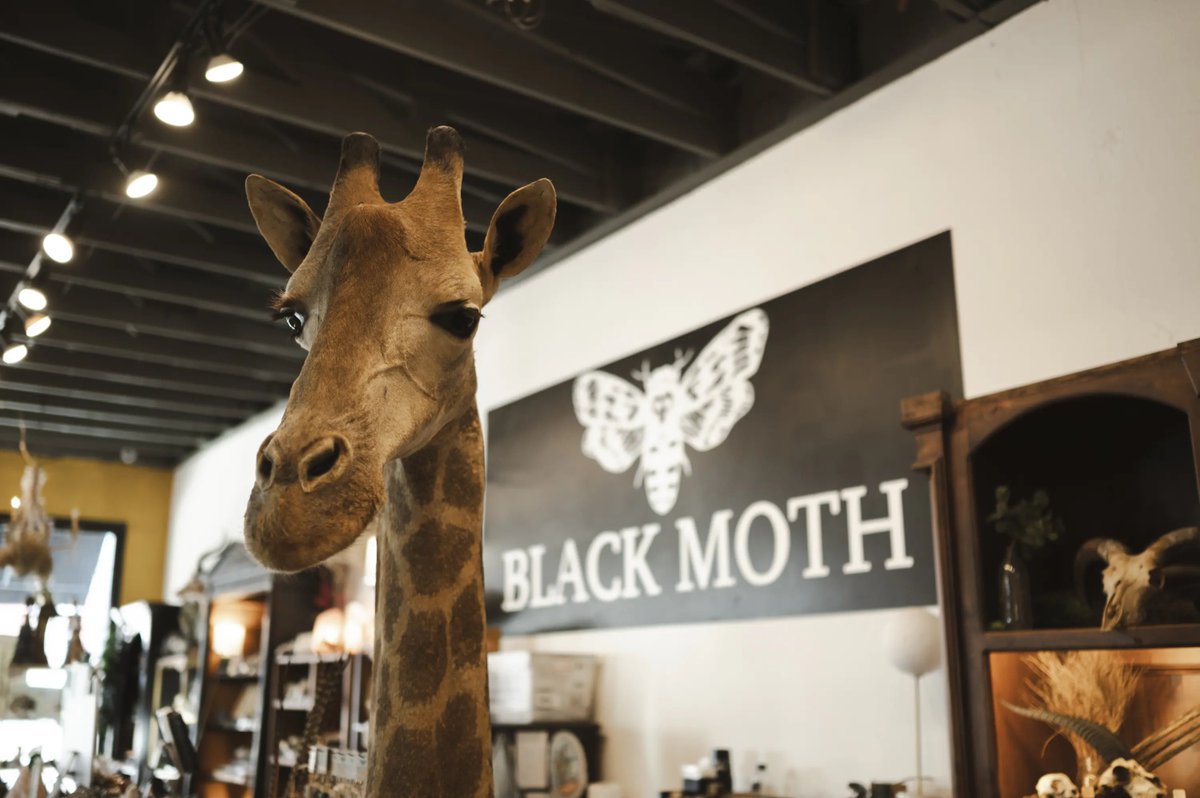 thepickupdotcom's tweet photo. imagine you're talking shit on me and i'm literally the serene giraffe head inside black moth https://t.co/f1qmgAGVO6