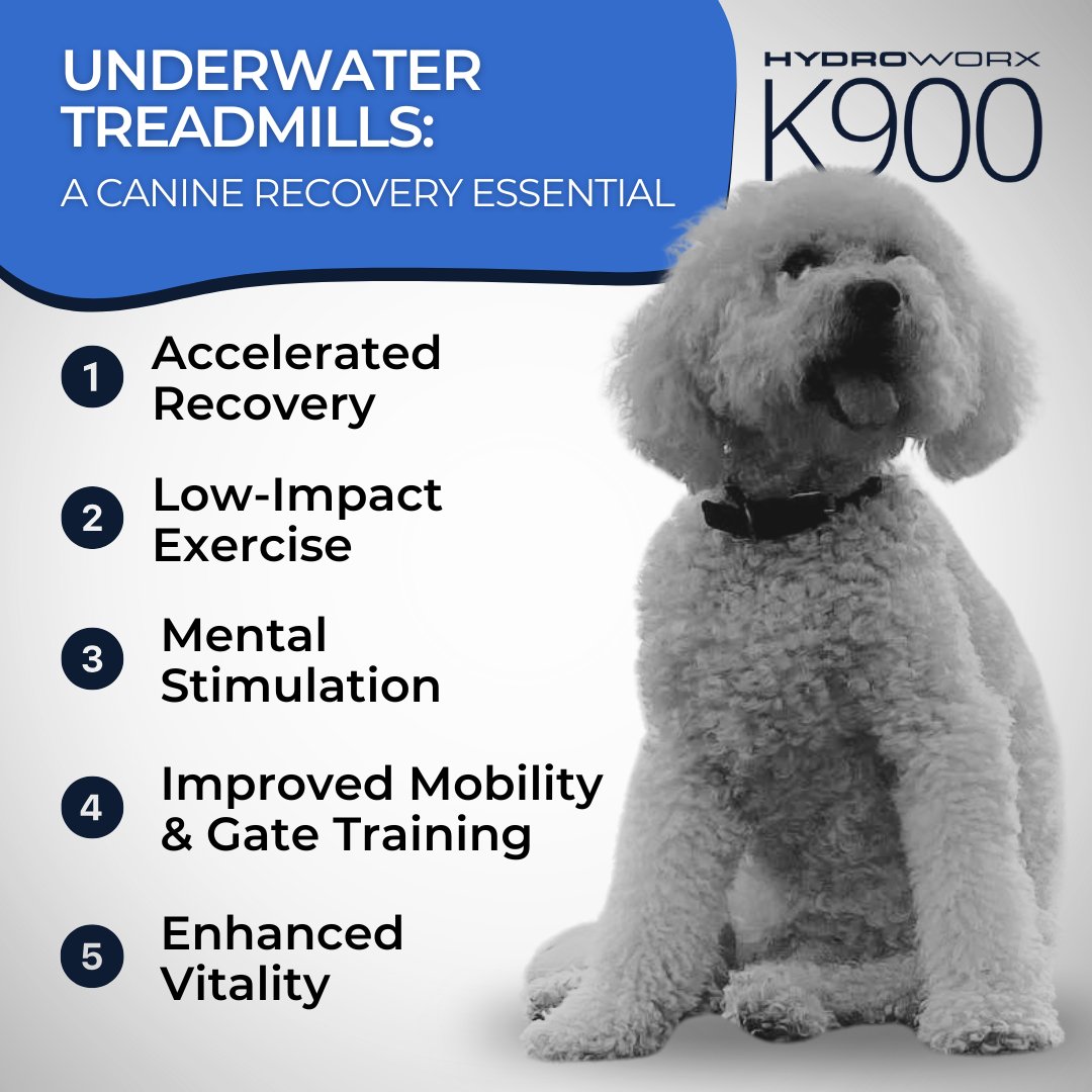 🐾 Transform canine rehab with the HydroWorx K900! 🌊 Faster recovery, better mobility, &amp; low-impact therapy for dogs of all sizes. 🐕✨
💧 Pain-free exercise
💧 Improved joint health
💧 Adjustable therapy
Learn more today! 
bit.ly/K900UWT
#HydroWorxK900 #DogRehab