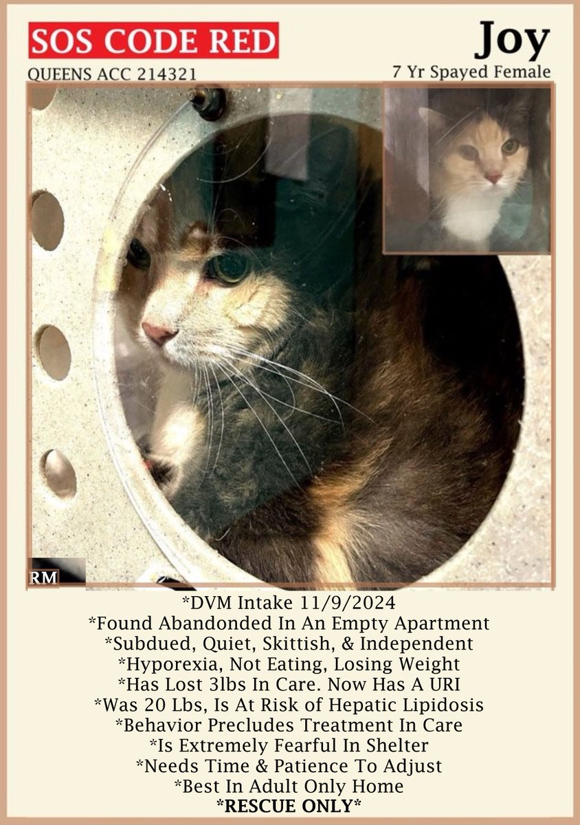 sachikoko's tweet photo. 🆘CODE RED🆘JOY WILL NOT BE RELISTED🆘
🚨NOT EATING &amp; NOT COPING WITH THE SHELTER ENVIRONMENT🚨
🚨THEY WILL KILL HER IF NO ONE STEPS UP🚨
🙏🏽PLEASE #PLEDGE 2 SAVE MY LIFE🙏🏽
⏩214321 https://t.co/CPf53HsO5N
🚨NEW HOPE #RESCUE ONLY🚨
#QUEENS #NYCACC #CAT https://t.co/EWEAUtNH7K
