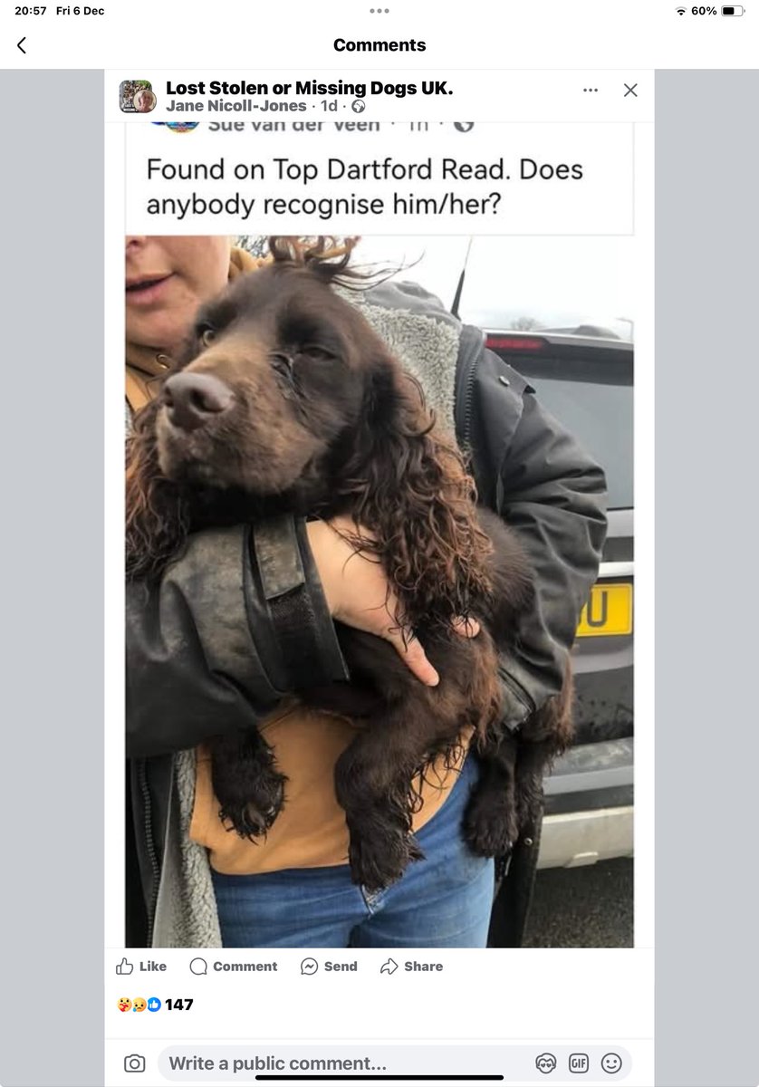 #founddog please share