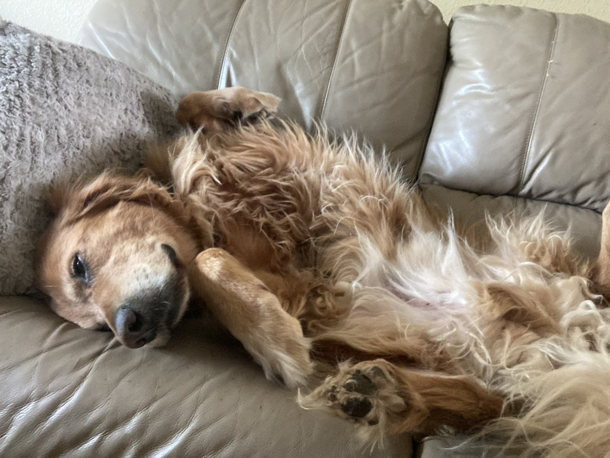 dog days 🐕