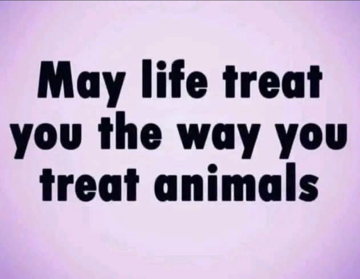 MLeeNYCx's tweet photo. @nyclass @ebottcher @Lynn4NYC @NYCSpeakerAdams @NYPDPaws @nycHealthy @NYCMayor @ShaunAbreu @OswaldFeliz @JustinBrannan @JulieMenin @VickieforNYC Truly disgusting what passes for normal in #NYC‼️
Civilized cities have ended the archaic practice of exploiting horses for ridiculous carriage rides, but, as usual, @NYCCouncil @NYCMayor lack basic ethics to stop this insanity💔
#PassRydersLaw
#BanHorseCarriages
#LearnMercy https://t.co/32NOd7duDe