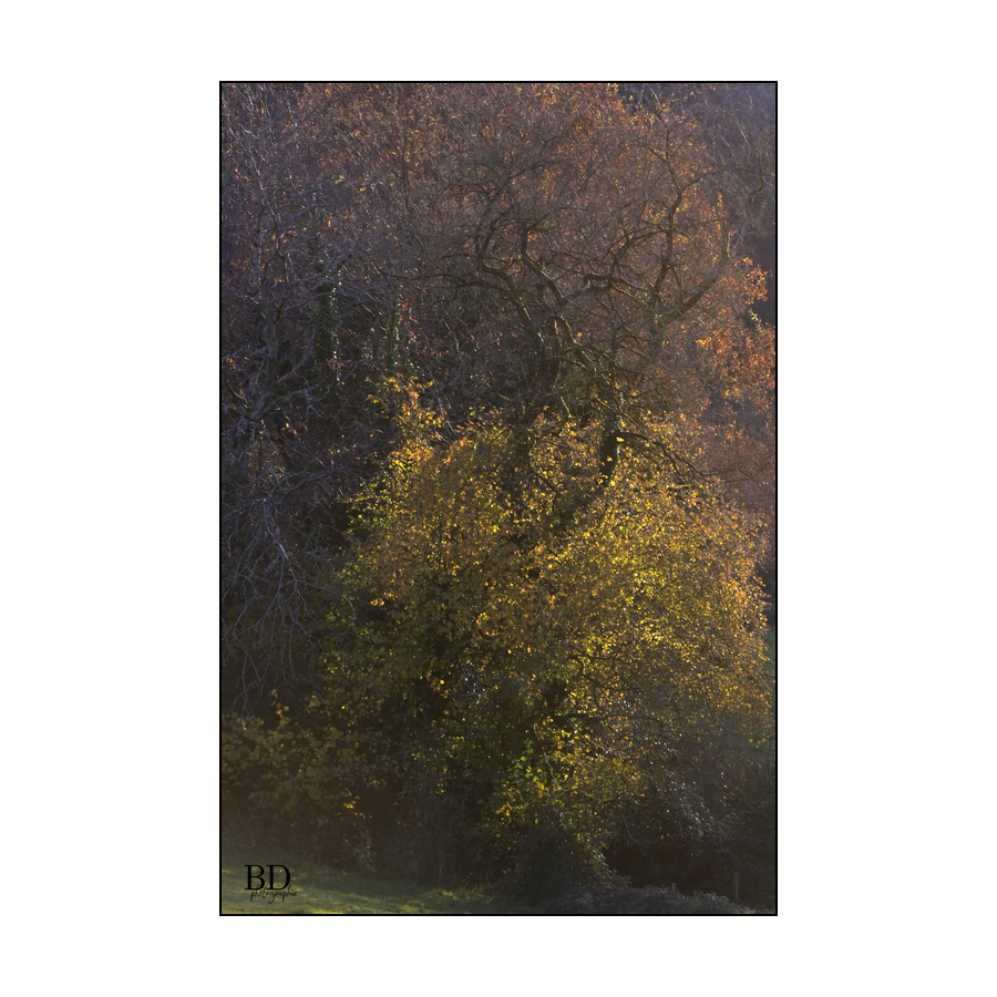 berenddoo's tweet photo. De belles couleurs douces d'automne. 
Mooie zachte herfstkleuren.
Album "Dans la nature": https://t.co/2YiAJtanZo https://t.co/v7HPvvXDfe