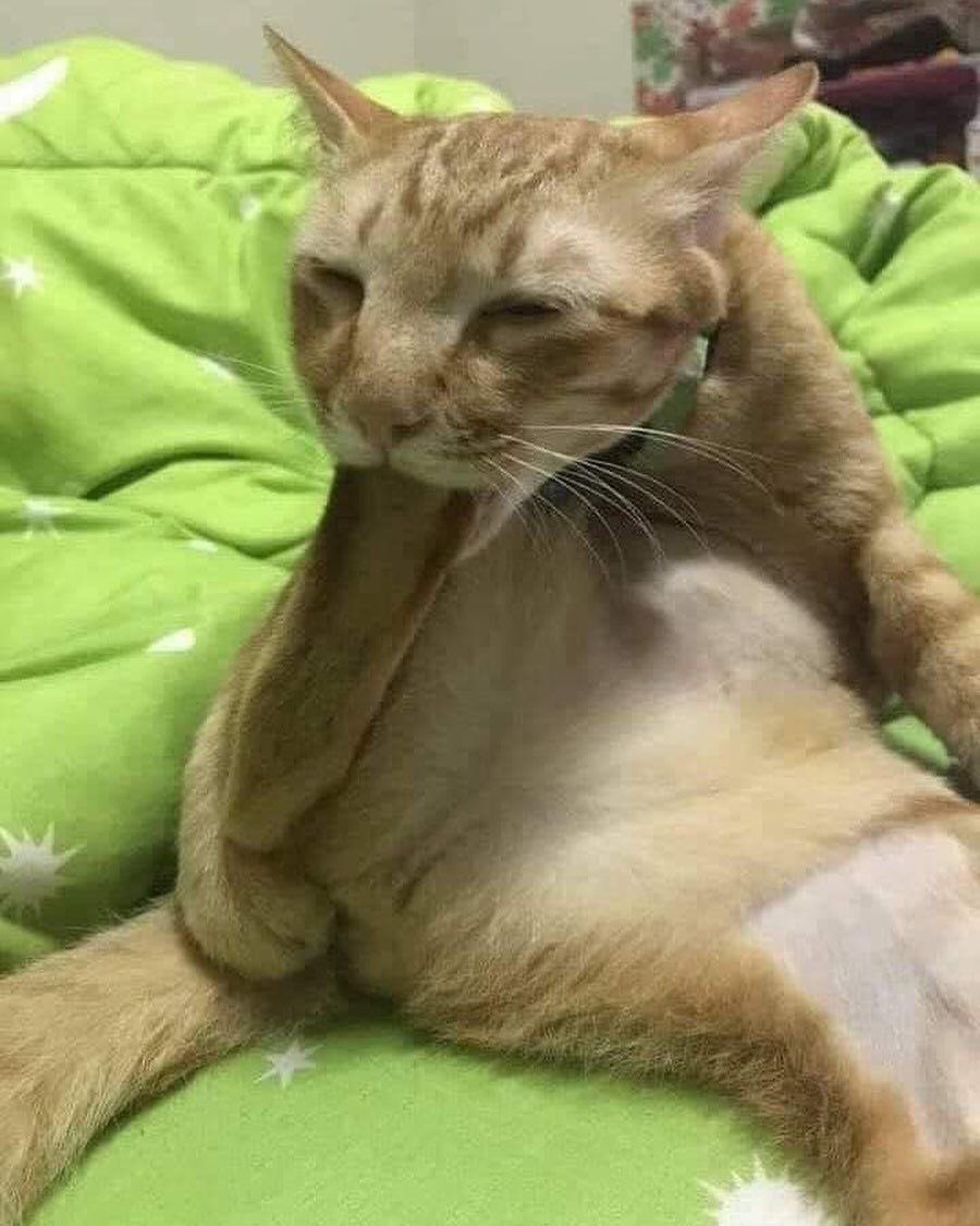 PunchingCat's tweet photo. mouthful https://t.co/ivxIl5YKSi