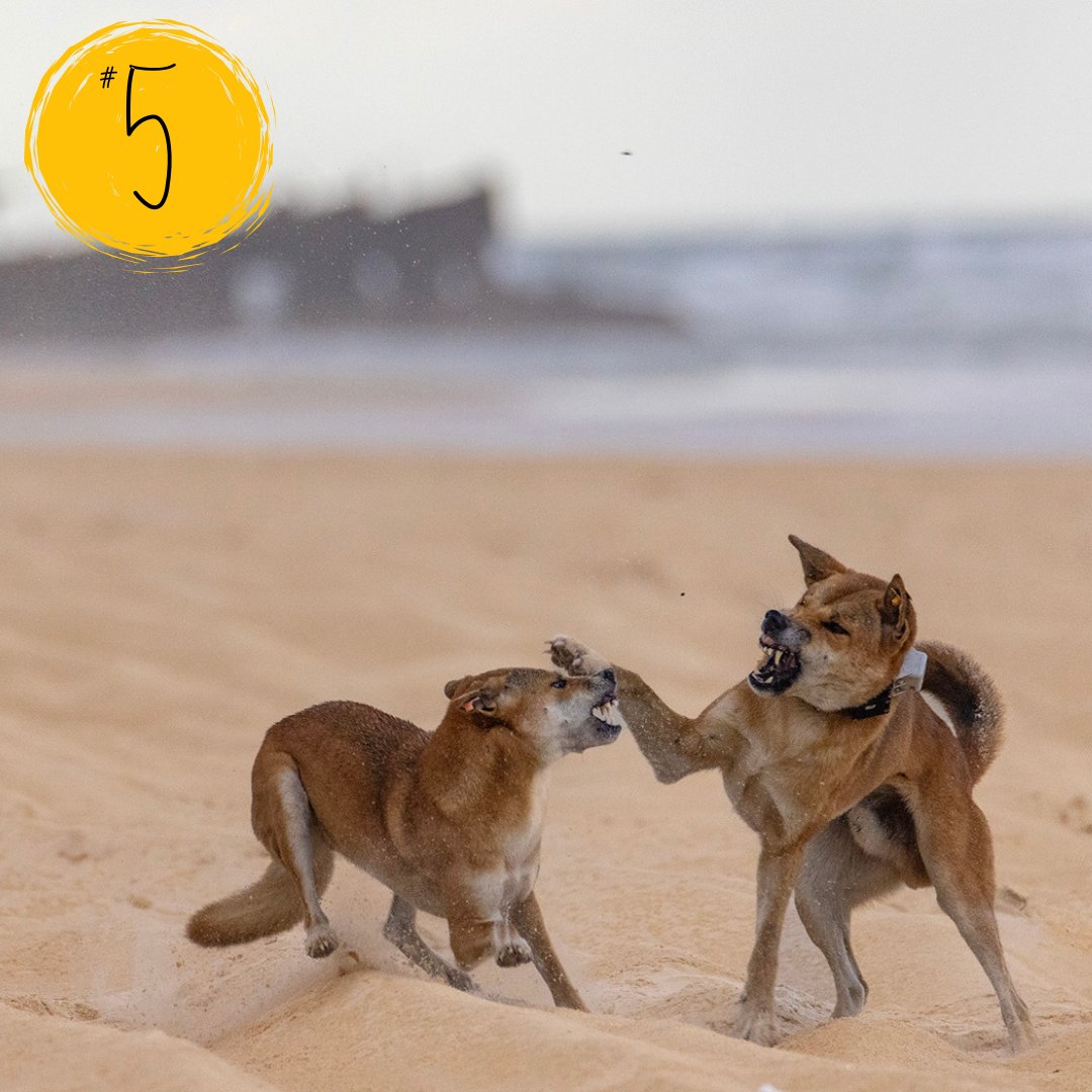 jamessmartLP's tweet photo. Top 5 of 2024
#5 Dingoes fight over food scraps on K'Gari, Queensland (formerly known as Fraser Island).

#photographer #wildlife #nature #australia #kgari https://t.co/a7rJwRkojj