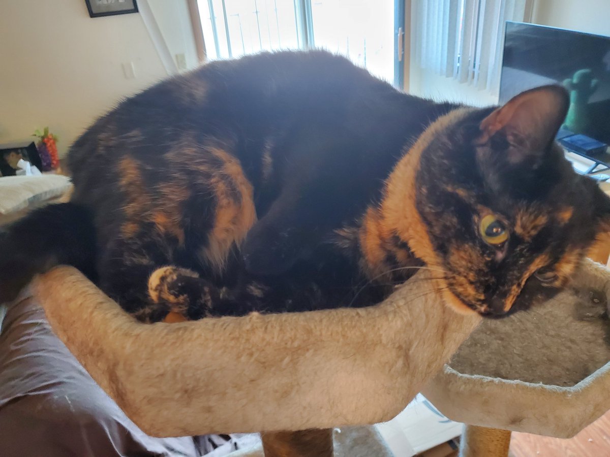 MinisterMelons's tweet photo. My precious fur babies💖💜 https://t.co/8u7SIViHP4