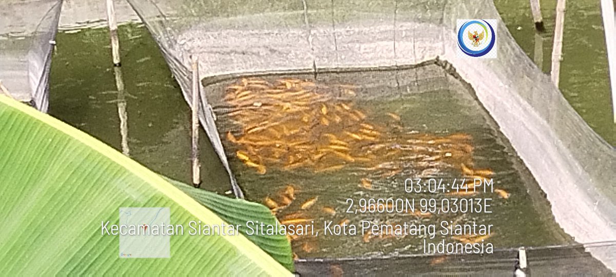 meinitadmk79's tweet photo. Kamis, 28 November 2024
Panen ikan mas di pokdakan Kolamku kelurahan Bah Sirma kec. Siantar Sitalasari
Panen 120 kg size 2-3 ekor/kg harga Rp 38.000/kg padat tebar 400 ekor 
#LuhkanKotaPematangsiantar
#GiatLuhkanSatminkalMedan
#BPPPSDM. https://t.co/m7s7gzYreB