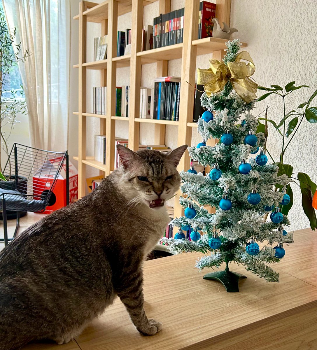 ytzel maya tweet media