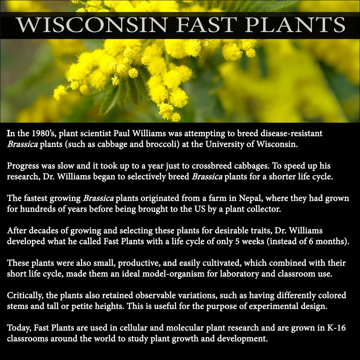 MSSE at MSU tweet media