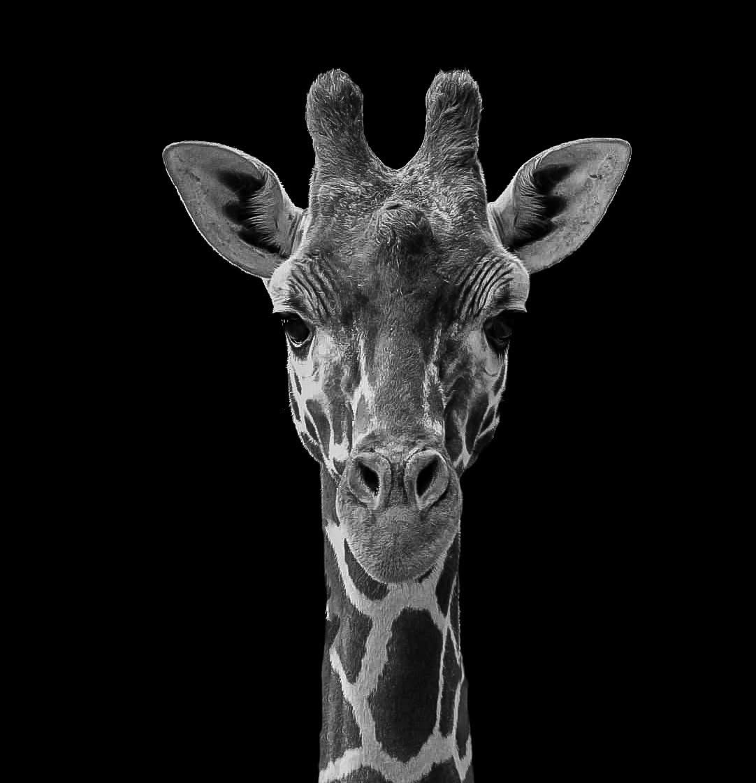 KWPhotos24's tweet photo. #giraffe #giraffephotography #photography #bnw #blackandwhite https://t.co/PPp53Uf6pp