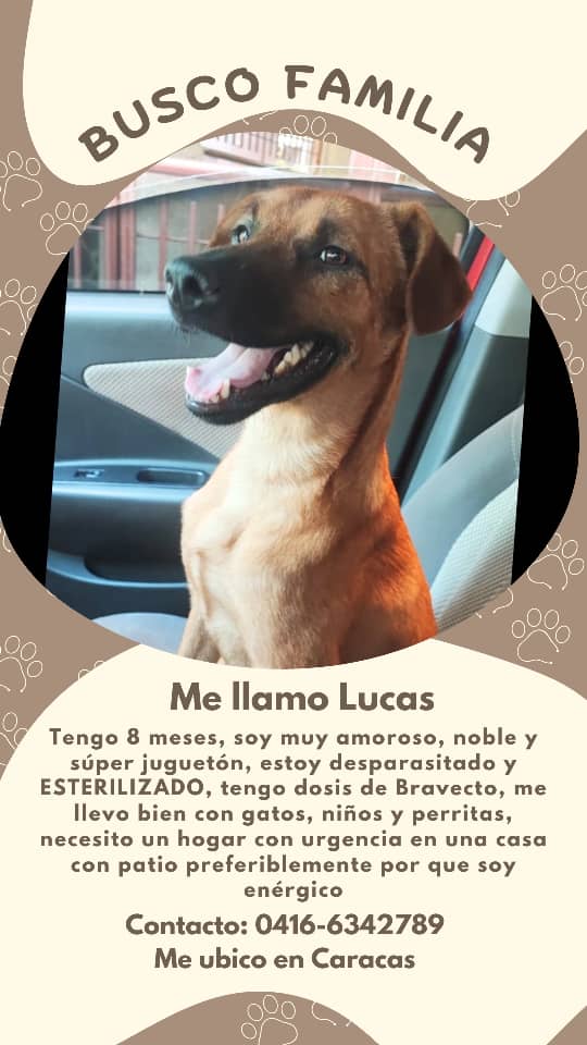 yaracalcagno's tweet photo. Adopta. Salva una vida. Cambia un destino. https://t.co/exBvdRPuPA