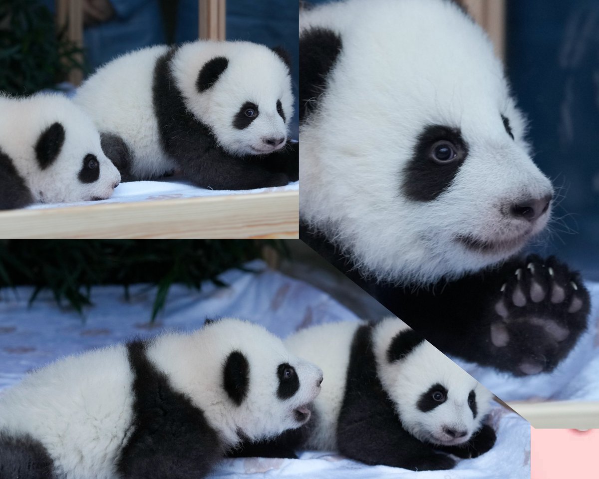 contactonews1's tweet image. #LoMásTiernoDeHoy Dos cachorros de #osopanda gemelos recién nacidos, llamados  Meng Hao y Meng Tian o Leni y Lotti, durante la presentación oficial de sus nombres, en el Zoológico de Berlín, Alemania.