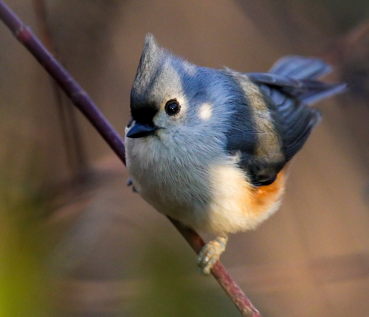BirdsAtl's tweet photo. The Tufted Titmouse is one of the most common birds here in Atlanta, but it’s rare that I manage to get a decent photo of one. https://t.co/r8IfAPbmog