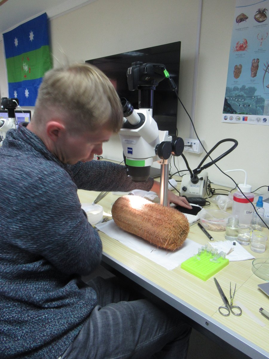 Dr. Kiril Minin, an expert on deep-sea urchins from the Shirshov Institute of Oceanology examines a specimen of the AMAZING urchin, DERMECHINUS horridus! What will he find? #Chile
#echinoday #deepsea
#TaxonomyWorkshop2024