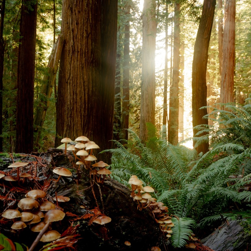 savetheredwoods's tweet image. "I took a walk in the woods and came out taller than the trees."
- Henry David Thoreau

📸Trevor McBroom / Adobe Stock

#redwoods #thisiswhereyoulive #optoutside #nature