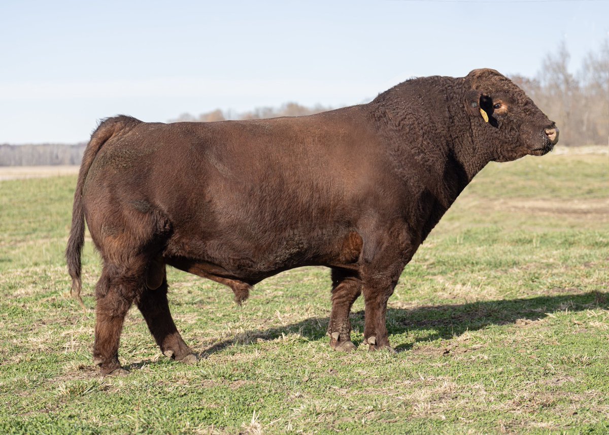 New photo of LIBERTY VALANCE taken at nearly 4 years of age. An outlier in the population for his combination of Power, Maternal &amp; Beef Quality; no other Shorthorn bull in the world matches his balanced combination of WW/YW, STAY &amp; MARB. He’s a 7/8 Shorthorn, 1/8 Red Angus sire…