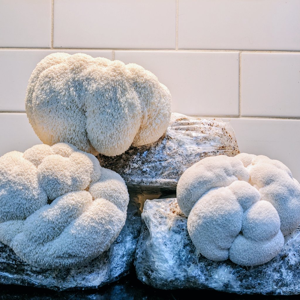 The Lockdown Garden (@gardenlockdown) on Twitter photo 