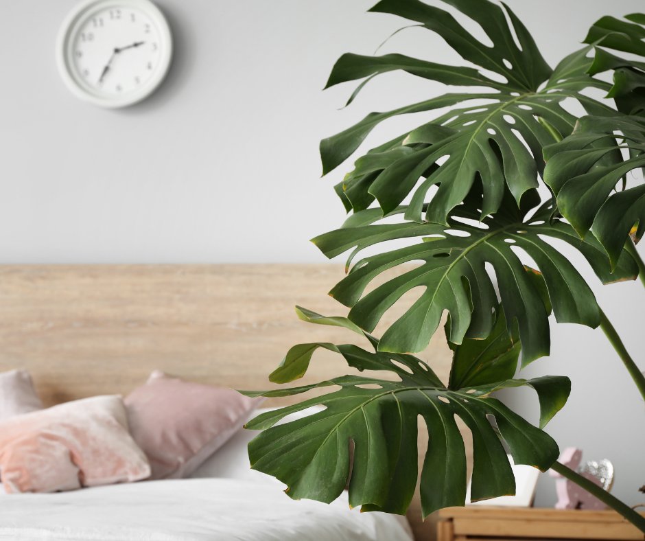 WalkoverCommons's tweet photo. Infuse your home at Walkover Commons with plants that say something about you! 🌿✨ These little greens add a lively, personal touch to your space. Let your decor reflect your unique personality! https://t.co/kl6tQ2Ijca