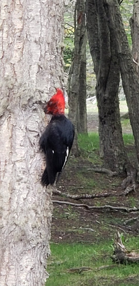 Christian Garavaglia tweet media