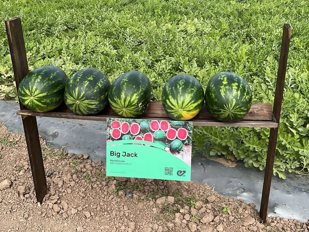 En el Congreso Melón &amp; Sandías presentamos nuestras sandías 🍉 Big Jack y Red Amber : calidad y rendimiento que marcan la diferencia. ¡Gracias por acompañarnos! 

#EnzaZaden #sandia
