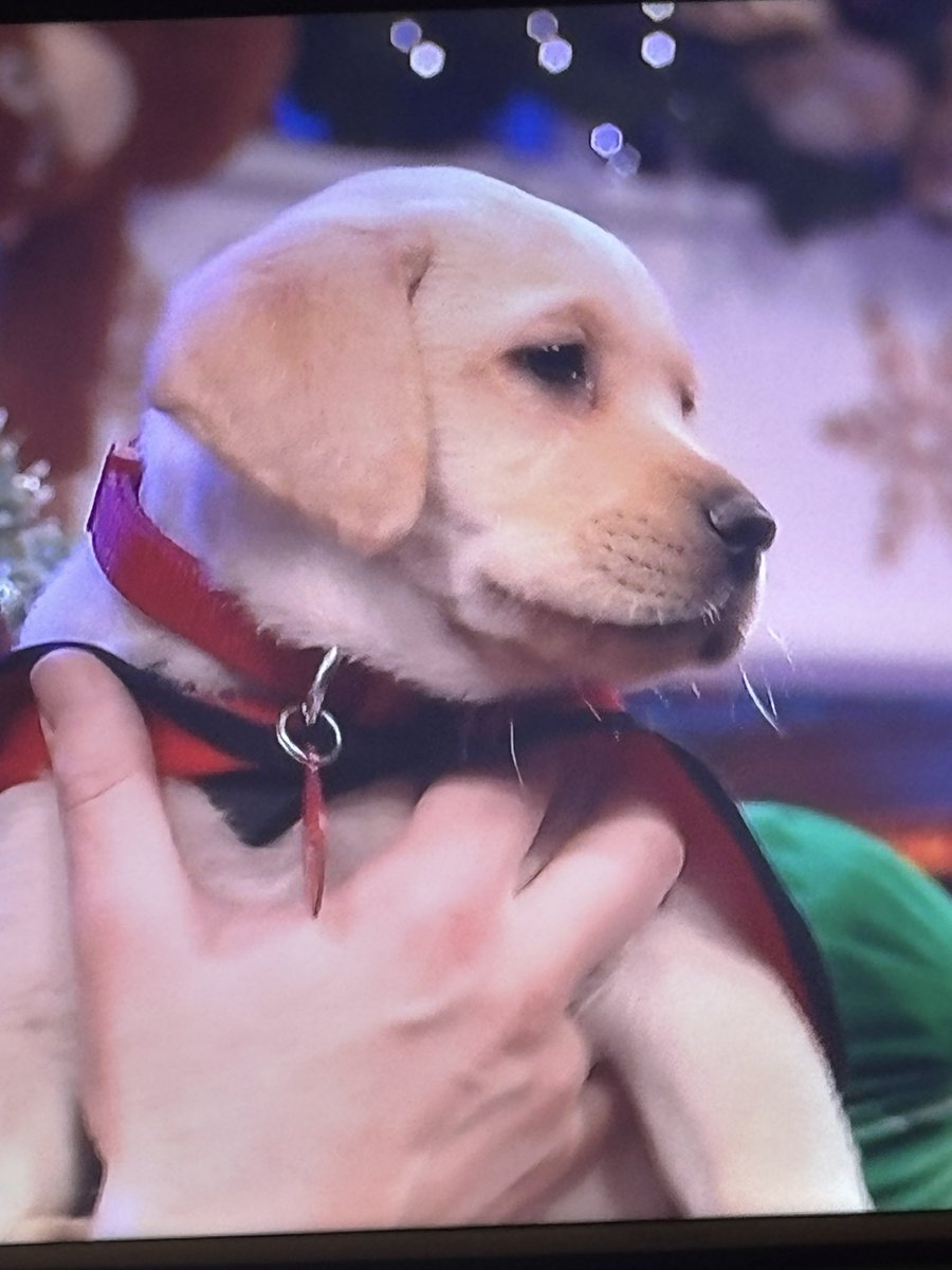 seanc2804's tweet photo. Every kid on the show kicking themselves backstage right now cause they know they’ll never be half as cute as this fella! #LateLateToyShow https://t.co/5AwuyIxuch