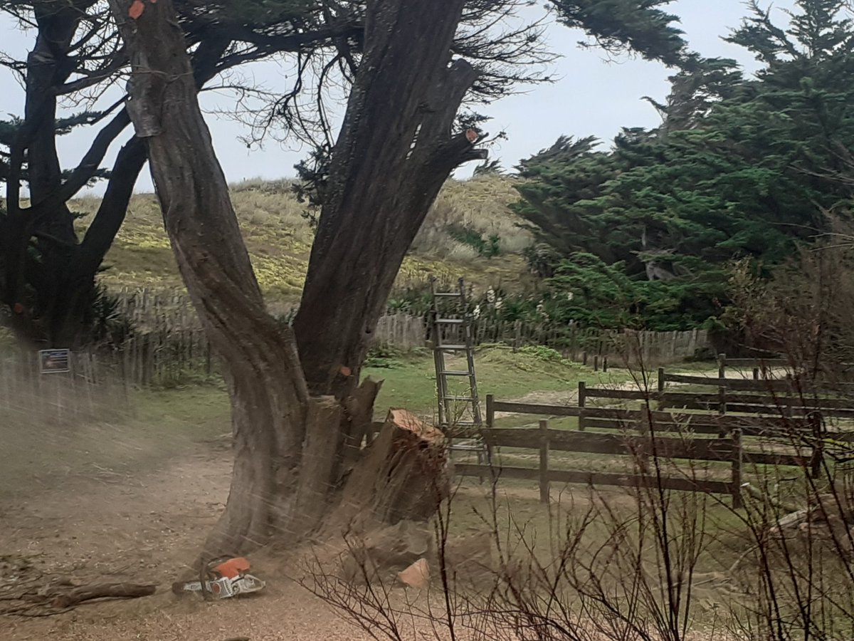 Sur l'île de Ré les équipes <a href="/ONF_Officiel/">Office national des forêts</a> sécurisent les accès plages et les sites d'accueil du public. Protéger et gérer la forêt les espaces naturels et les dunes c'est le 💚 de nos missions 🙏aux équipes et à la cdc <a href="/iledere_17/">Ile de Ré</a> pour son soutien indéfectible. @gestiondurable