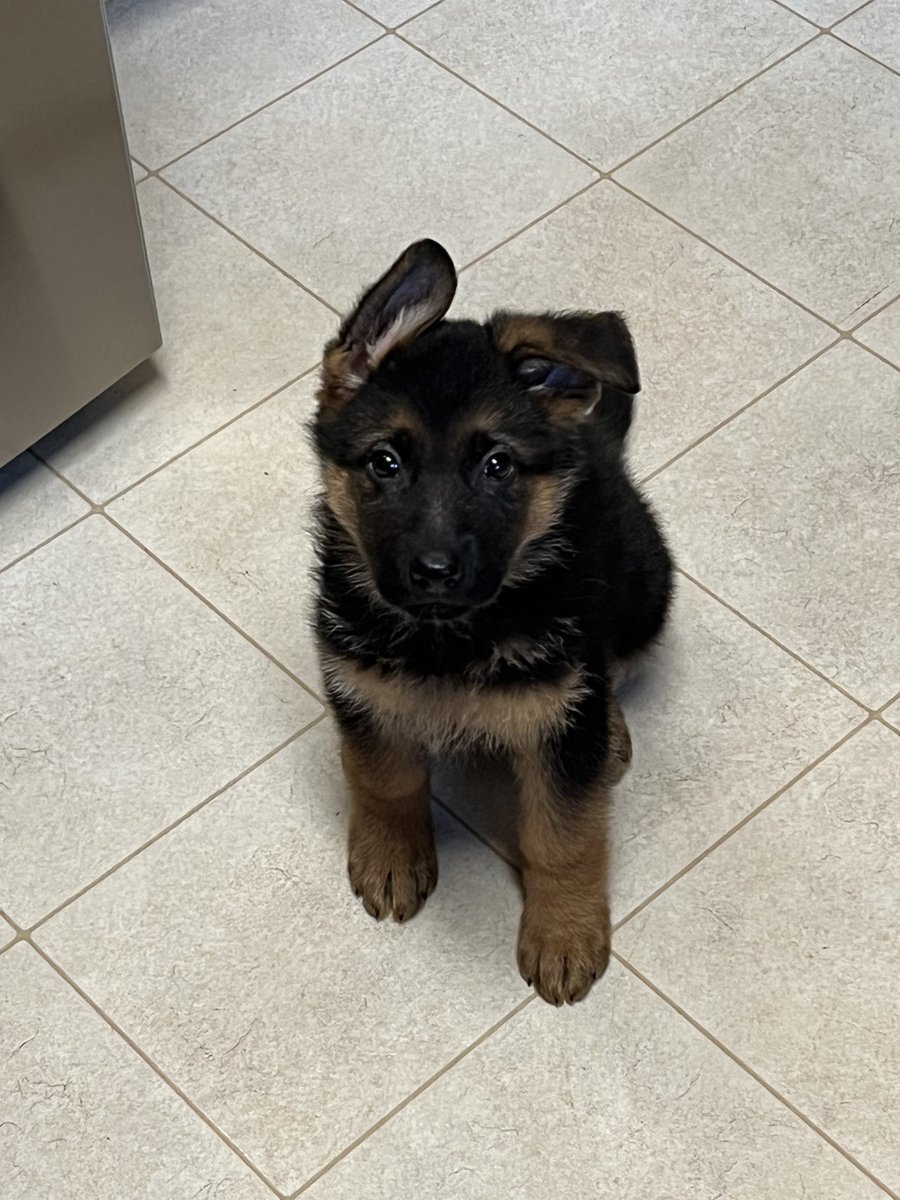 💯 cuteness overload. Meet Sasha.