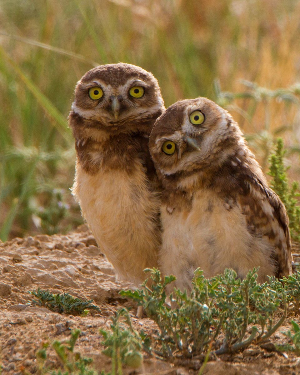 Burrowing Owls live year-round in most of Texas, but they’re always rather uncommon and a rare treat to see for most birdwatchers. Distinctive with their long legs and grumpy faces, you’re most likely to see one under a culvert or in a quiet field.  audubon.org/field-guide/bi…